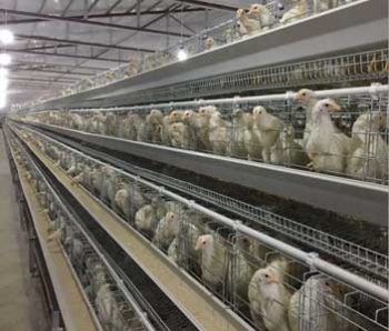 Broiler Chicken Cage