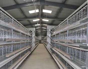  4 Tires H Type Broiler Chicken Cage	