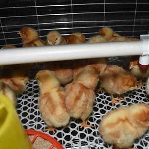  H Type Chicks Brooding Cages	