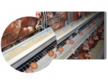  A Type Layer Chicken Cage	