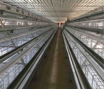  4 Tires Broiler Chicken Cage	