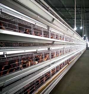  H Type Broiler Chicken Cage	